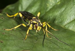 Snyltehveps hepiopelmus variegatorius